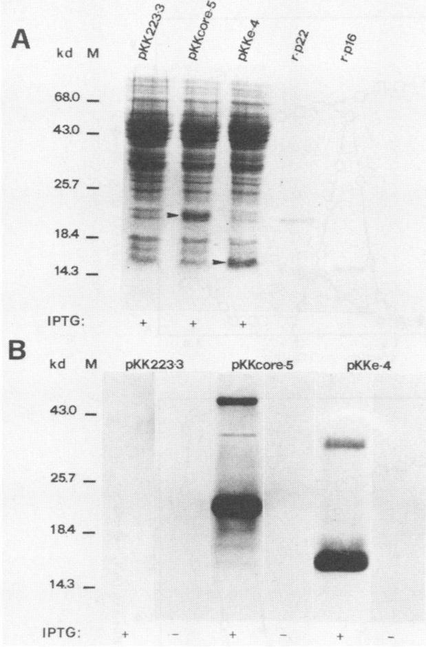 https://cdn.ncbi.nlm.nih.gov/pmc/blobs/6608/251098/55c36e0b5416/jvirol00078-0185-a.jpg