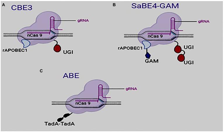 https://cdn.ncbi.nlm.nih.gov/pmc/blobs/6608/8353127/24b80cc79547/fpls-12-664997-g002.jpg