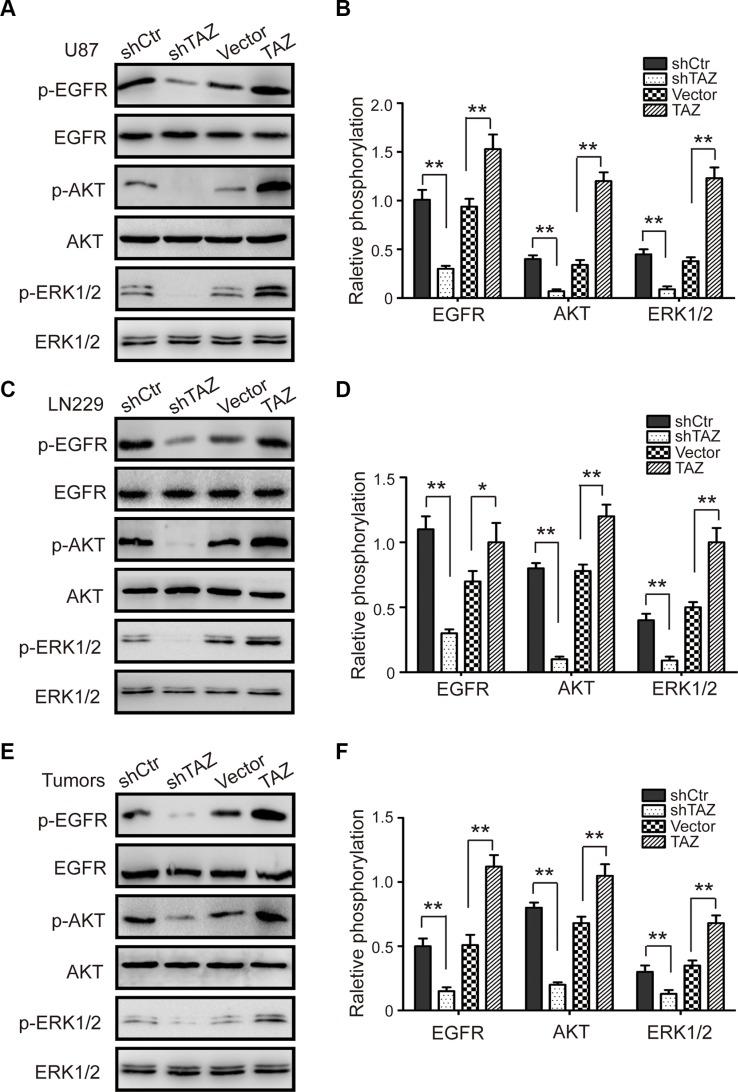 https://cdn.ncbi.nlm.nih.gov/pmc/blobs/660b/5094998/eeaee84dbbd7/oncotarget-07-36255-g005.jpg