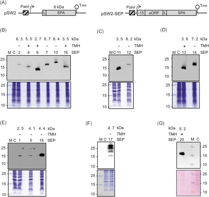 https://cdn.ncbi.nlm.nih.gov/pmc/blobs/660d/10117765/b463797a9c52/uqad012fig6.jpg