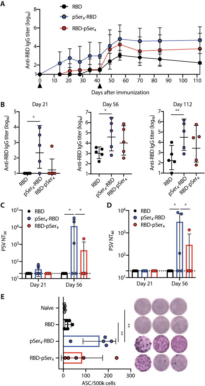 https://cdn.ncbi.nlm.nih.gov/pmc/blobs/6610/8654298/9ff711efe2e5/sciadv.abj6538-f2.jpg