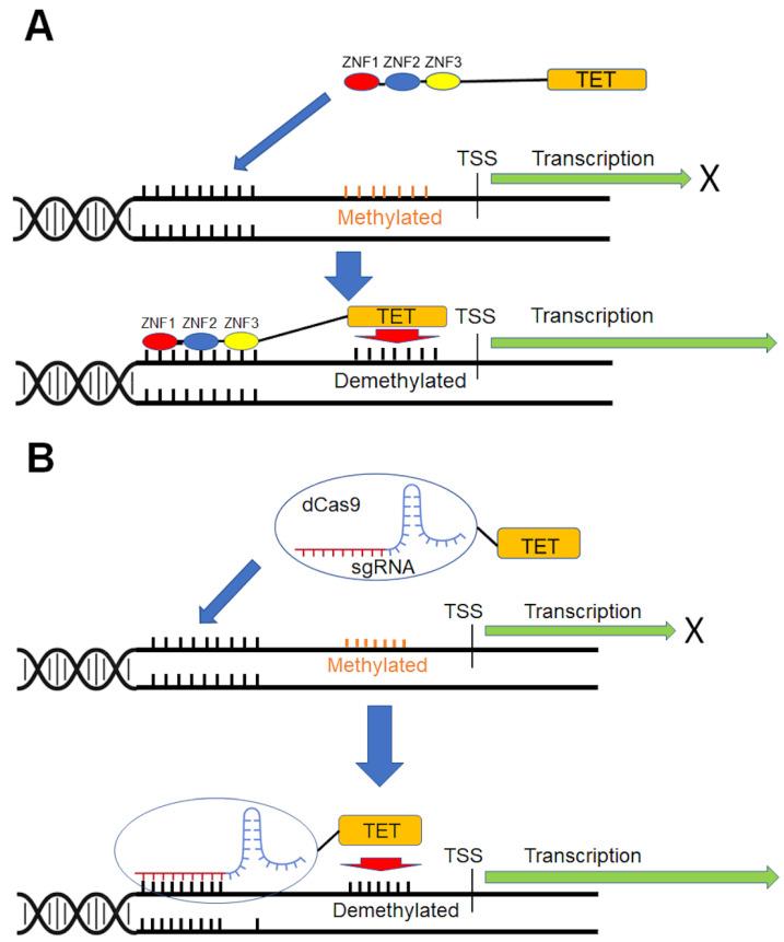 https://cdn.ncbi.nlm.nih.gov/pmc/blobs/6612/10215725/7e7bf2a816d0/biomedicines-11-01334-g001.jpg