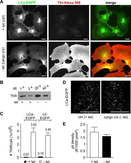 https://cdn.ncbi.nlm.nih.gov/pmc/blobs/6612/2661952/a14ce56bee0c/pbio.1000057.g003.jpg