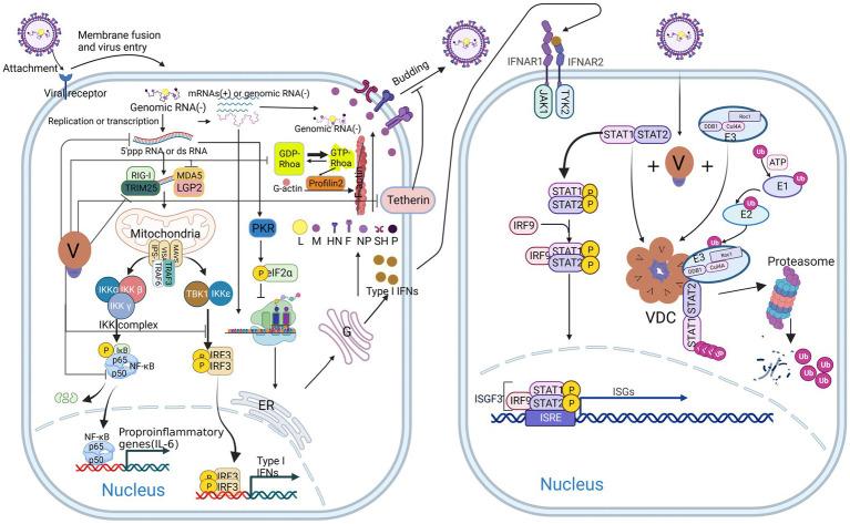 https://cdn.ncbi.nlm.nih.gov/pmc/blobs/6617/10761501/323b1c834fa7/fmicb-14-1282112-g002.jpg
