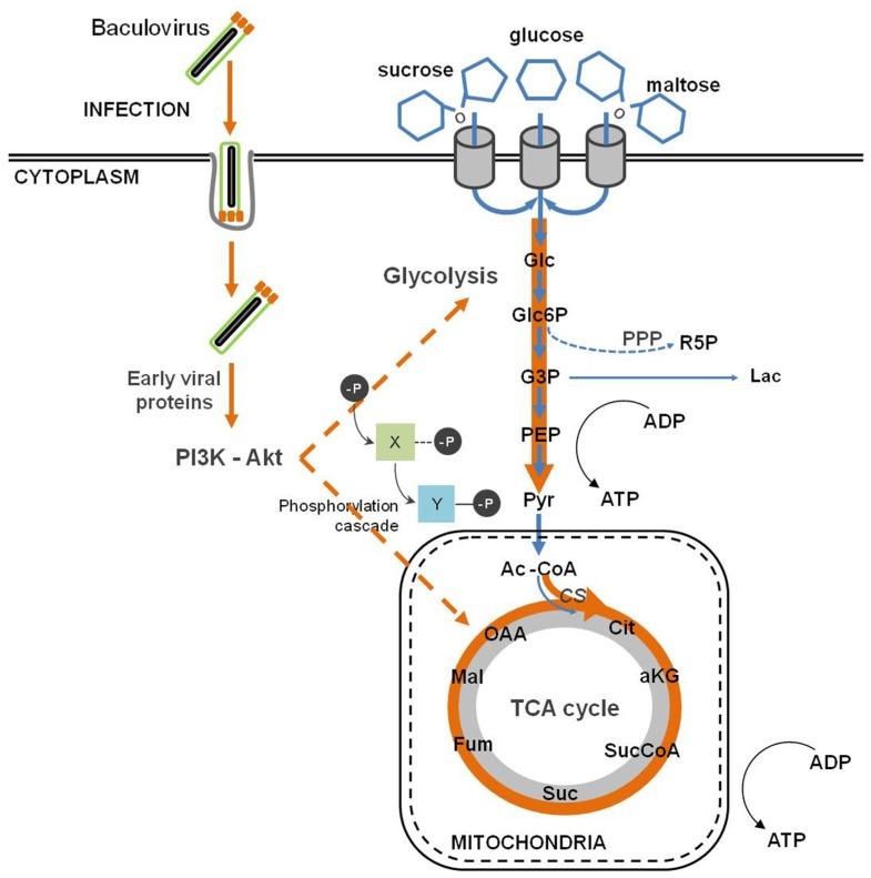 https://cdn.ncbi.nlm.nih.gov/pmc/blobs/6618/3494084/aed71c846abc/fmicb-03-00391-g004.jpg