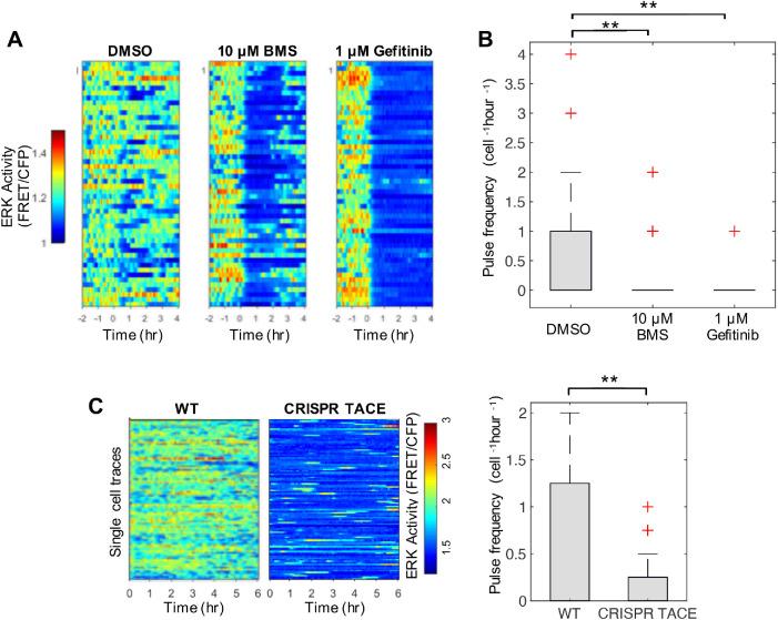 https://cdn.ncbi.nlm.nih.gov/pmc/blobs/6618/8098817/5d86b1f89718/mbc-32-348-g007.jpg