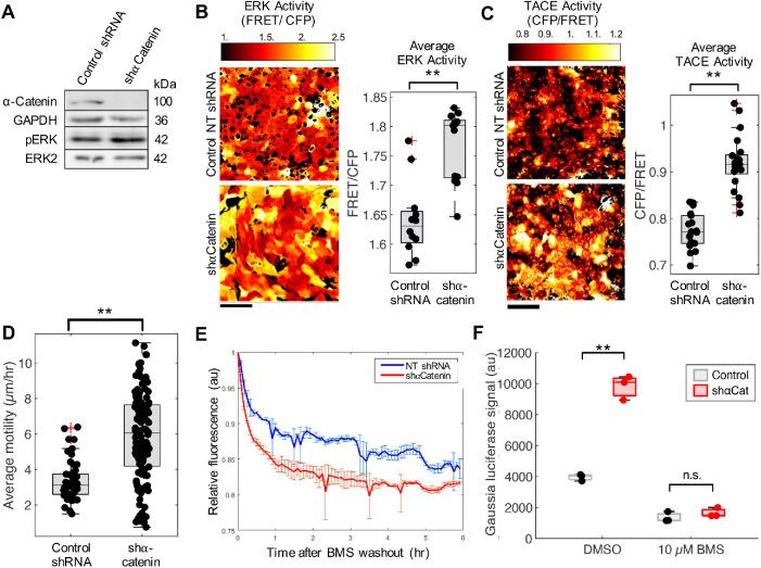 https://cdn.ncbi.nlm.nih.gov/pmc/blobs/6618/8098817/7f694aab6651/mbc-32-348-g005.jpg