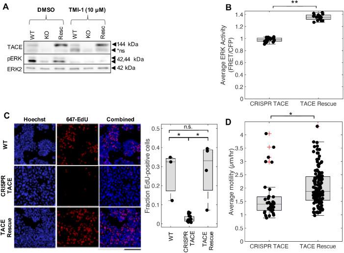 https://cdn.ncbi.nlm.nih.gov/pmc/blobs/6618/8098817/81ffd00a934f/mbc-32-348-g003.jpg