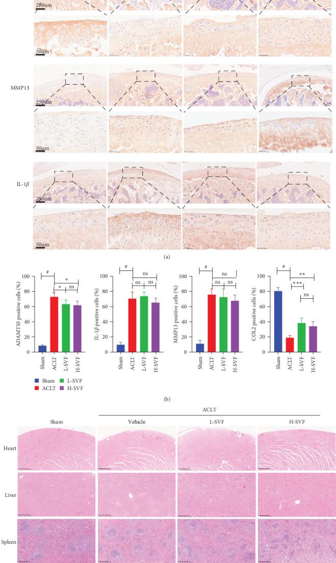 https://cdn.ncbi.nlm.nih.gov/pmc/blobs/661a/11987068/71811d7d6d08/SCI2025-5356264.003.jpg