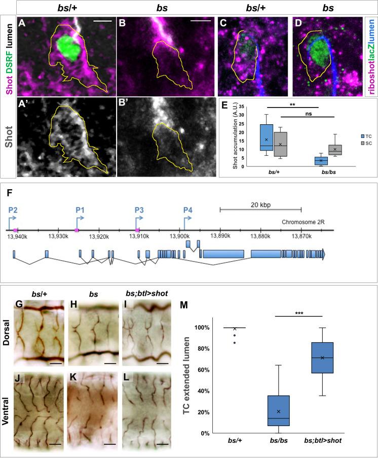 https://cdn.ncbi.nlm.nih.gov/pmc/blobs/661b/7661041/02ac8016f5f4/elife-61111-fig7.jpg