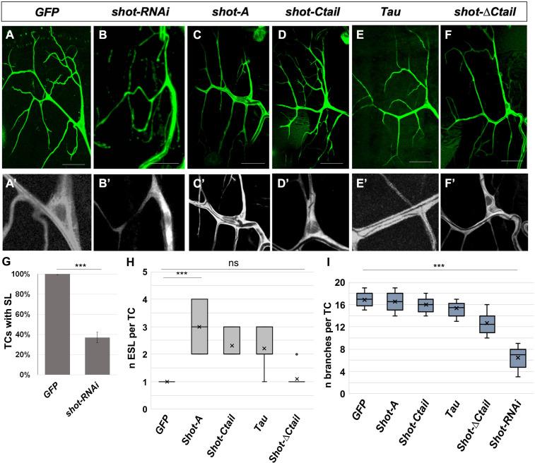 https://cdn.ncbi.nlm.nih.gov/pmc/blobs/661b/7661041/426f3917e0df/elife-61111-fig9.jpg