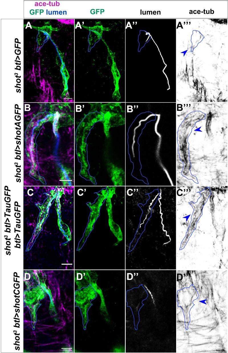 https://cdn.ncbi.nlm.nih.gov/pmc/blobs/661b/7661041/4def863b27e6/elife-61111-fig8-figsupp1.jpg