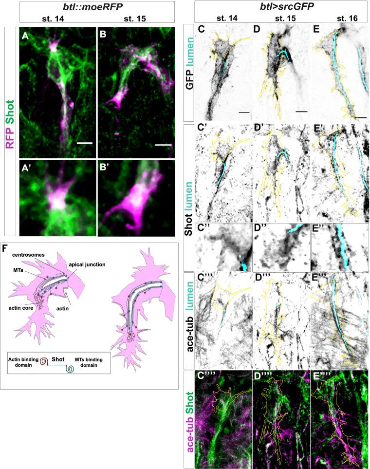 https://cdn.ncbi.nlm.nih.gov/pmc/blobs/661b/7661041/71edb7ab6381/elife-61111-fig4.jpg