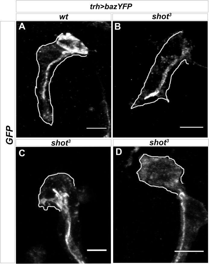 https://cdn.ncbi.nlm.nih.gov/pmc/blobs/661b/7661041/93cea8924e98/elife-61111-fig1-figsupp1.jpg
