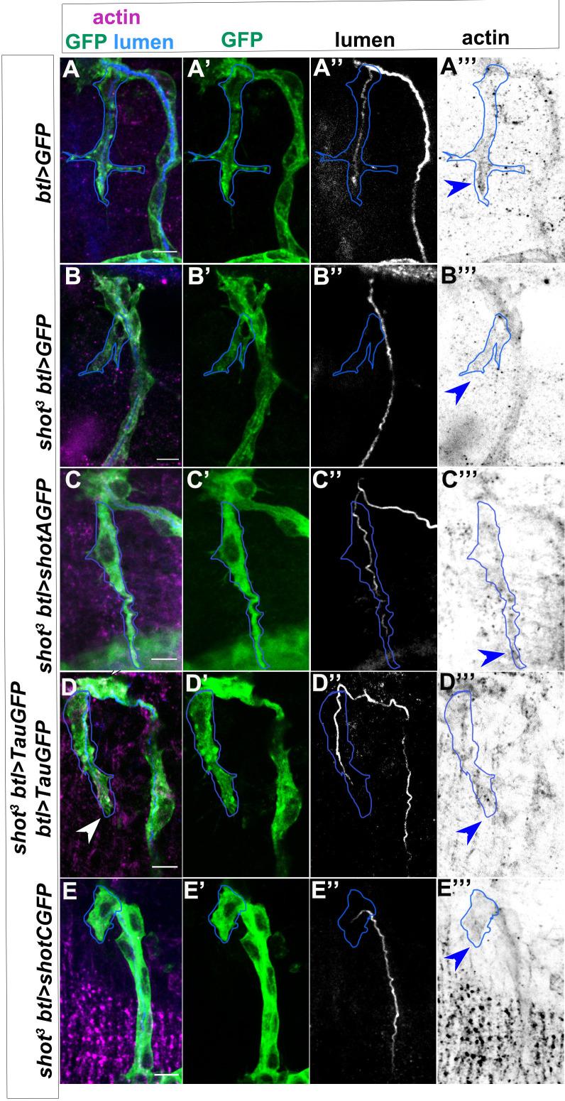https://cdn.ncbi.nlm.nih.gov/pmc/blobs/661b/7661041/9fa112fd6f7b/elife-61111-fig8-figsupp2.jpg