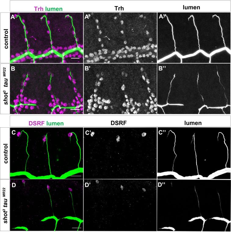 https://cdn.ncbi.nlm.nih.gov/pmc/blobs/661b/7661041/c121f55927c6/elife-61111-fig8-figsupp3.jpg