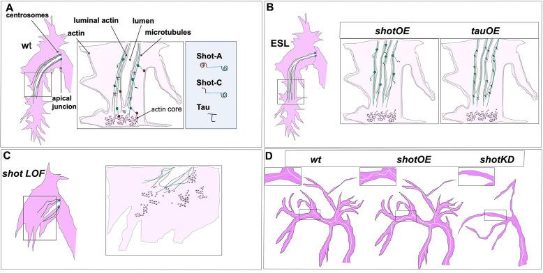 https://cdn.ncbi.nlm.nih.gov/pmc/blobs/661b/7661041/d1041b1ebf2b/elife-61111-fig10.jpg