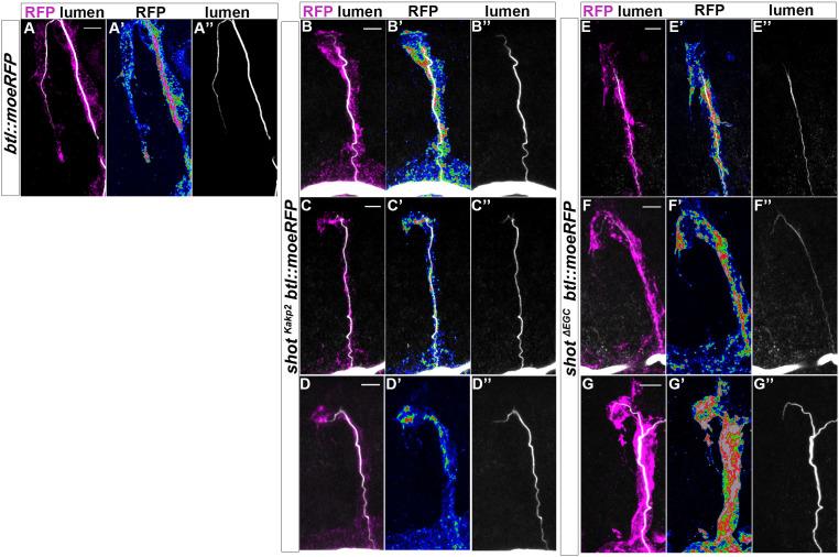 https://cdn.ncbi.nlm.nih.gov/pmc/blobs/661b/7661041/e617d6f9e525/elife-61111-fig6-figsupp1.jpg