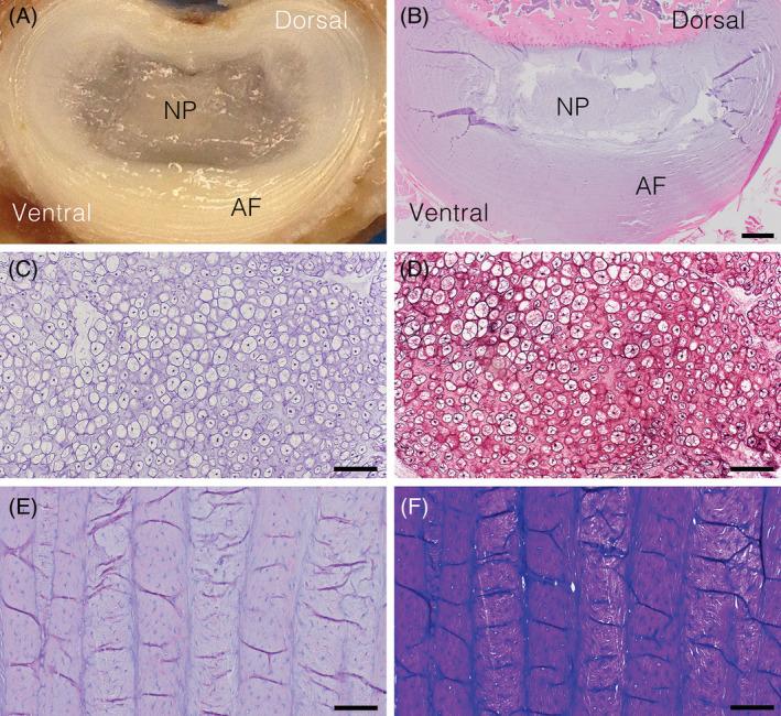 https://cdn.ncbi.nlm.nih.gov/pmc/blobs/661b/7770205/0f032dcabdac/JSP2-3-e1109-g005.jpg