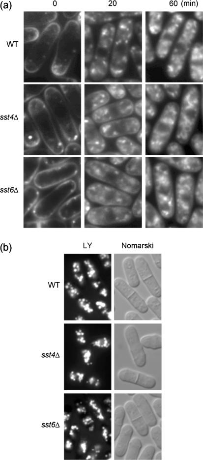 https://cdn.ncbi.nlm.nih.gov/pmc/blobs/6620/2885615/e8419bc02182/2753fig4.jpg