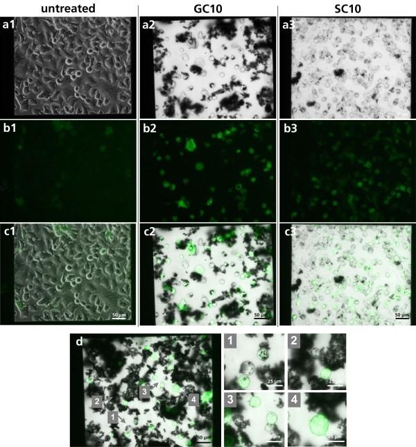 https://cdn.ncbi.nlm.nih.gov/pmc/blobs/6622/3212020/e05033d2b739/1556-276X-6-505-5.jpg