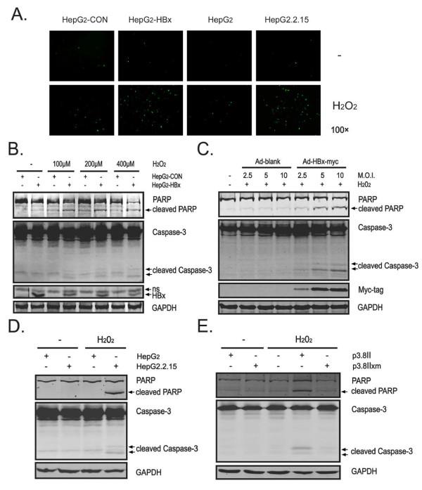 https://cdn.ncbi.nlm.nih.gov/pmc/blobs/6623/3096594/a31f5e93b87e/1476-4598-10-43-2.jpg