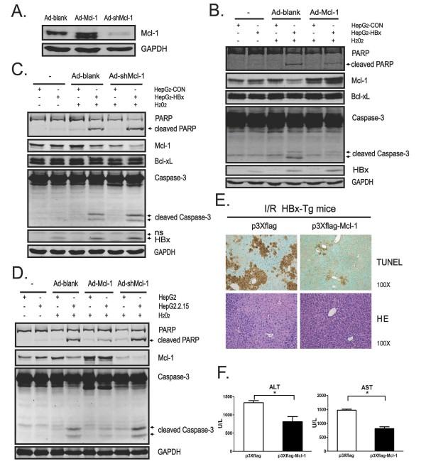 https://cdn.ncbi.nlm.nih.gov/pmc/blobs/6623/3096594/b4e601230666/1476-4598-10-43-4.jpg