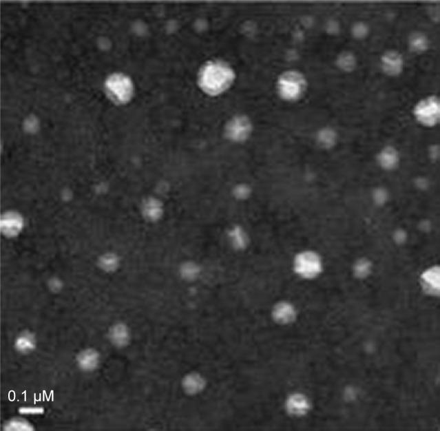 https://cdn.ncbi.nlm.nih.gov/pmc/blobs/6623/6161721/b1268aa20f4b/ijn-13-5657Fig2.jpg