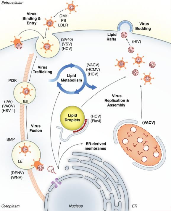 https://cdn.ncbi.nlm.nih.gov/pmc/blobs/6627/4265854/f6f6f7c3048a/cmi0016-1493-f1.jpg