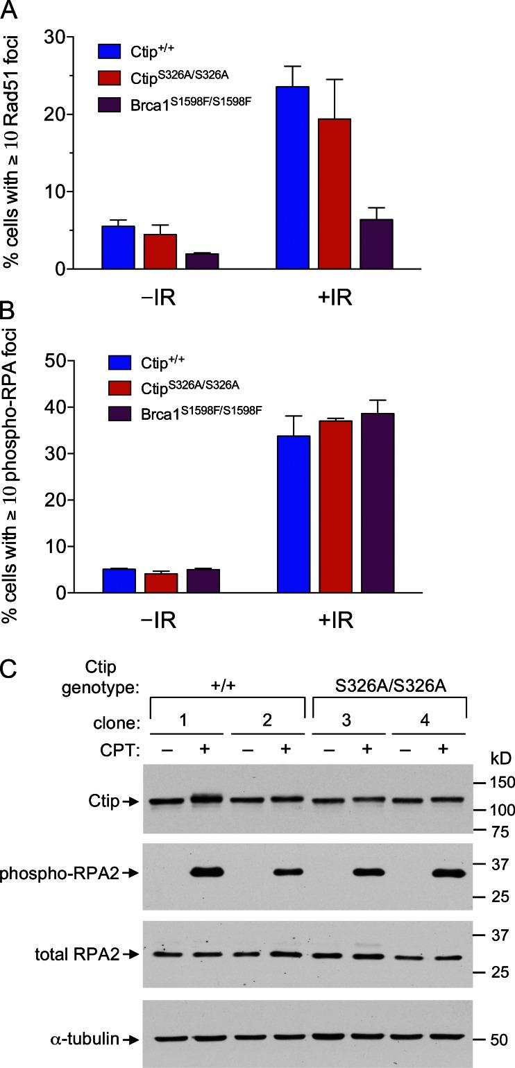 https://cdn.ncbi.nlm.nih.gov/pmc/blobs/6629/3664708/ae533ee6e419/JCB_201302145_Fig6.jpg