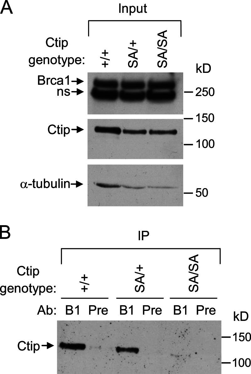 https://cdn.ncbi.nlm.nih.gov/pmc/blobs/6629/3664708/bfac896c4783/JCB_201302145_Fig2.jpg