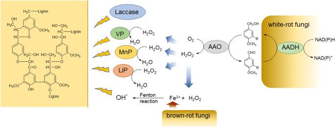 https://cdn.ncbi.nlm.nih.gov/pmc/blobs/6629/8140971/ec5a481d7bc2/253_2021_11337_Fig1_HTML.jpg