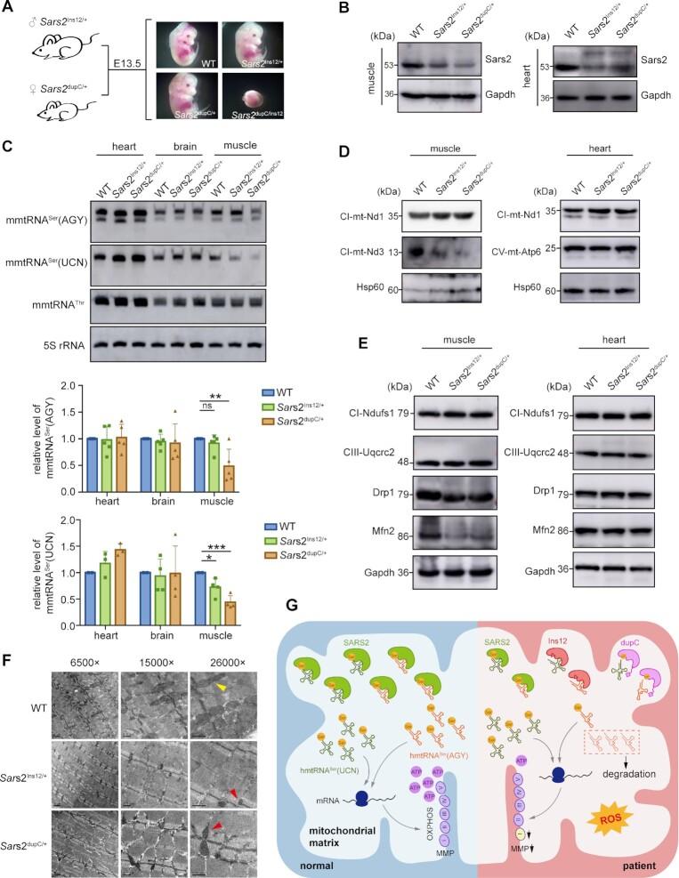 https://cdn.ncbi.nlm.nih.gov/pmc/blobs/6629/9723649/c54e35a1ce42/gkac1028fig7.jpg