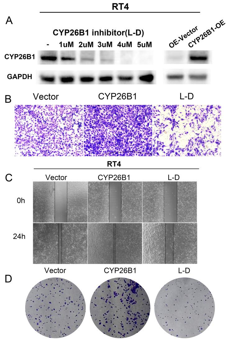 https://cdn.ncbi.nlm.nih.gov/pmc/blobs/662a/12170498/f0a055797adf/jcav16p2476g007.jpg