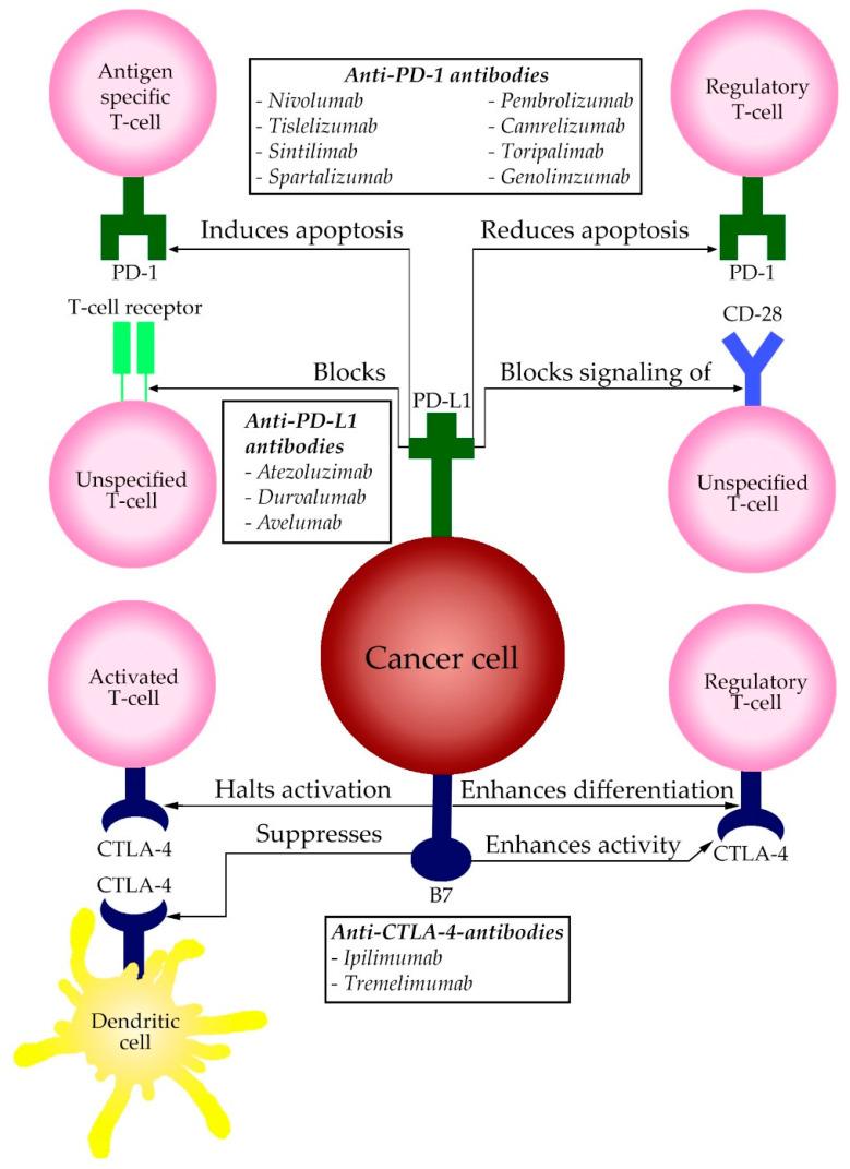 https://cdn.ncbi.nlm.nih.gov/pmc/blobs/662a/7821931/5e2cfd3eec81/pharmaceuticals-14-00003-g001.jpg