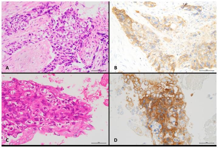 https://cdn.ncbi.nlm.nih.gov/pmc/blobs/662b/8534501/8665ddbd7c7c/diagnostics-11-01927-g001.jpg