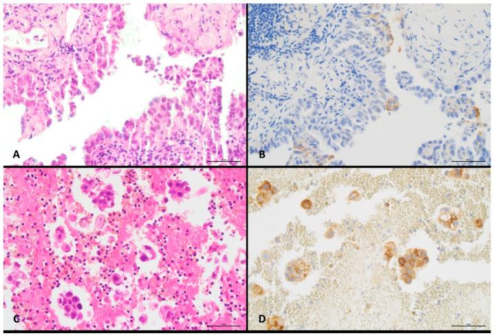 https://cdn.ncbi.nlm.nih.gov/pmc/blobs/662b/8534501/989b0fe55e01/diagnostics-11-01927-g002.jpg