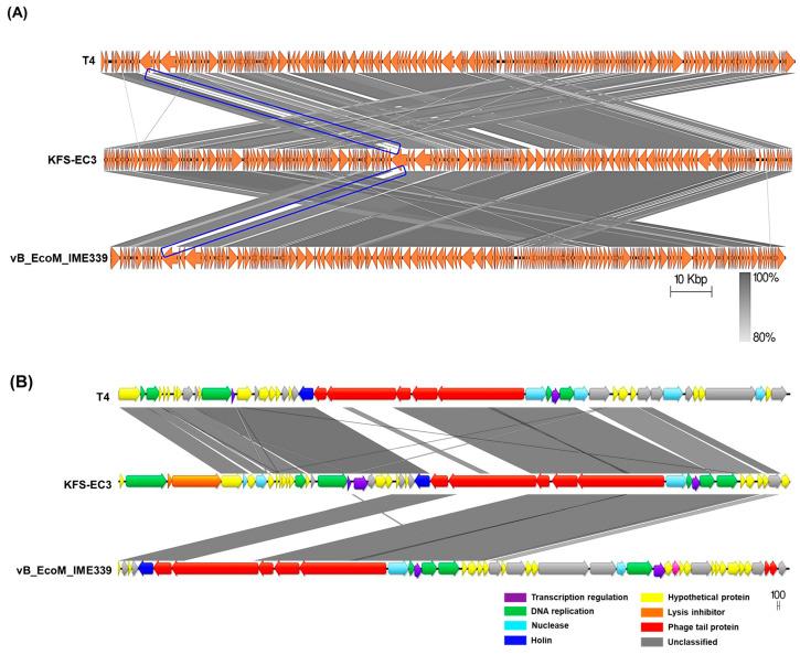 https://cdn.ncbi.nlm.nih.gov/pmc/blobs/662b/8540833/86cc56306beb/microorganisms-09-02105-g008.jpg