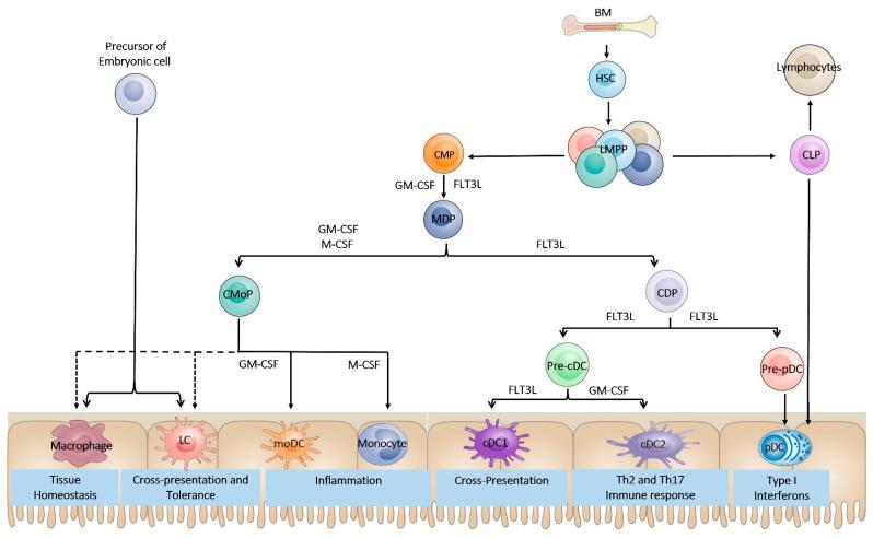 https://cdn.ncbi.nlm.nih.gov/pmc/blobs/662b/9099521/023cb895064f/ijms-23-04885-g001.jpg