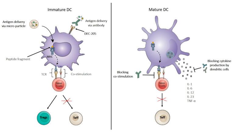 https://cdn.ncbi.nlm.nih.gov/pmc/blobs/662b/9099521/715e01a273dc/ijms-23-04885-g003.jpg