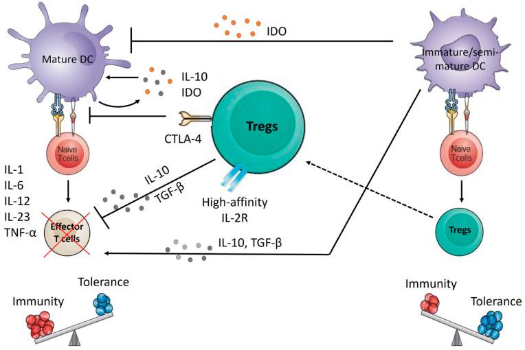 https://cdn.ncbi.nlm.nih.gov/pmc/blobs/662b/9099521/872fa8ccdcb7/ijms-23-04885-g004.jpg