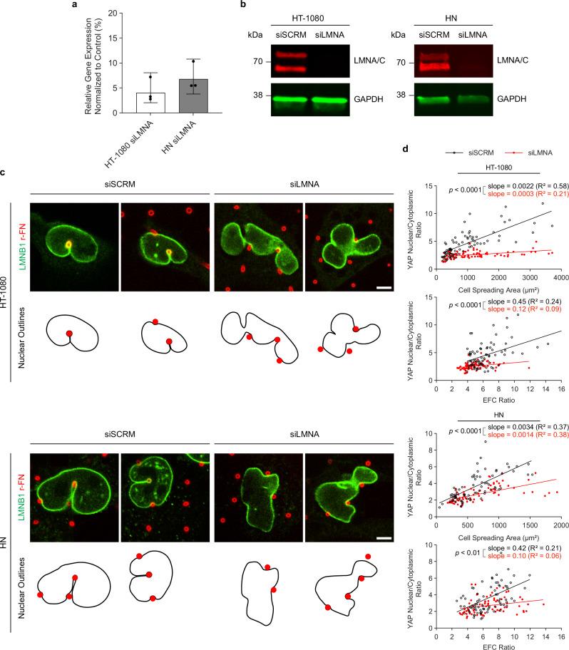 https://cdn.ncbi.nlm.nih.gov/pmc/blobs/662f/11584751/9563b5758b5d/41467_2024_54577_Fig6_HTML.jpg