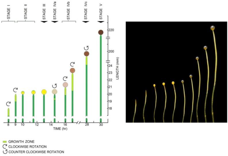 https://cdn.ncbi.nlm.nih.gov/pmc/blobs/6634/4844331/5c48b7921133/plants-04-00063-g001.jpg