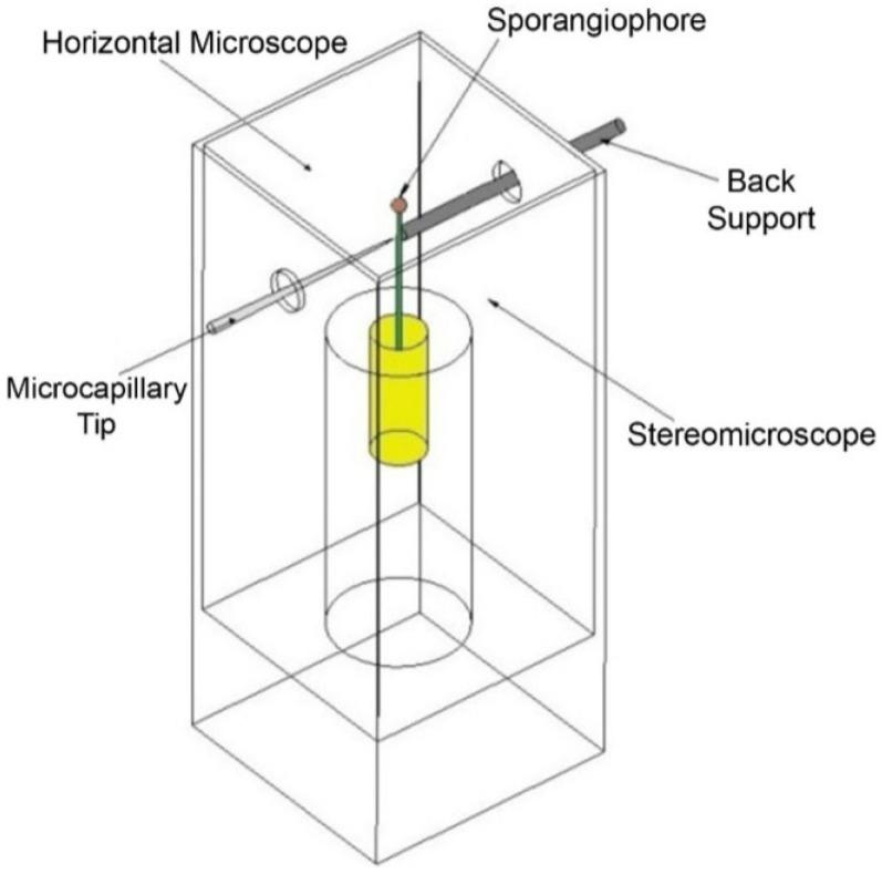 https://cdn.ncbi.nlm.nih.gov/pmc/blobs/6634/4844331/debec00aaffa/plants-04-00063-g008.jpg