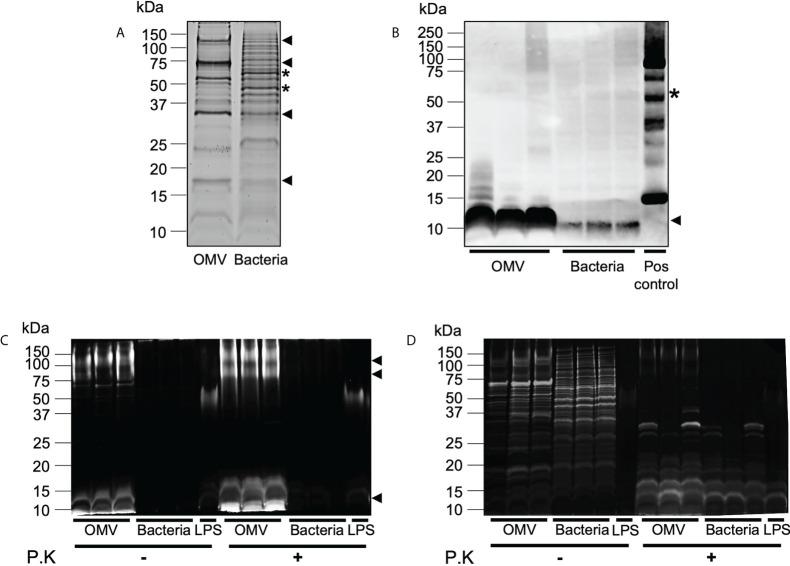 https://cdn.ncbi.nlm.nih.gov/pmc/blobs/6639/9592552/8396e5fb27ff/fimmu-13-970725-g002.jpg