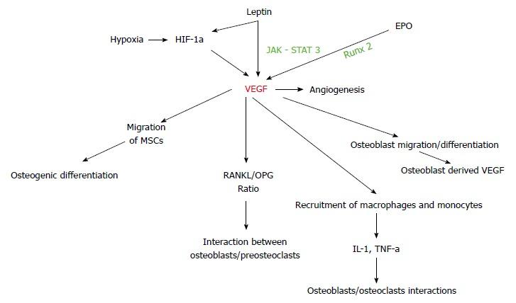 https://cdn.ncbi.nlm.nih.gov/pmc/blobs/663a/6153136/d234b7a52d68/WJO-9-120-g008.jpg