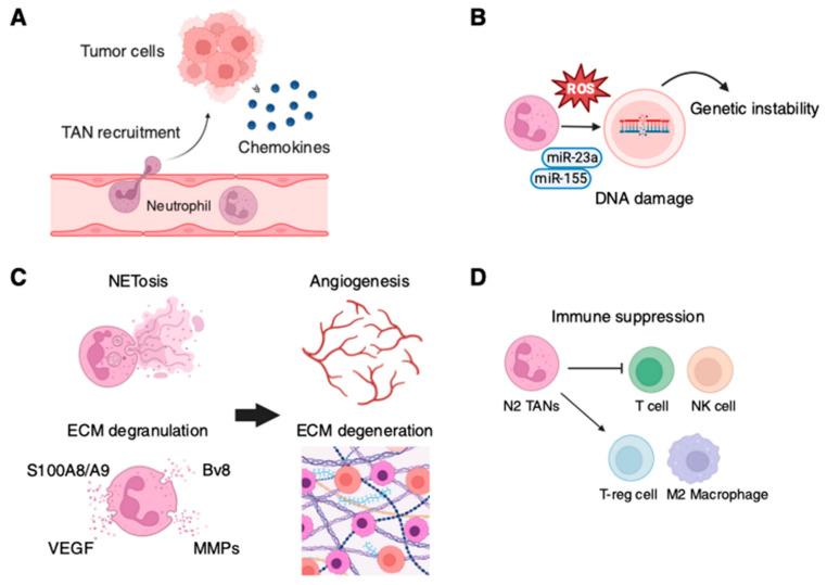 https://cdn.ncbi.nlm.nih.gov/pmc/blobs/663d/11720084/0738ecb3dabd/ijms-26-00006-g001.jpg