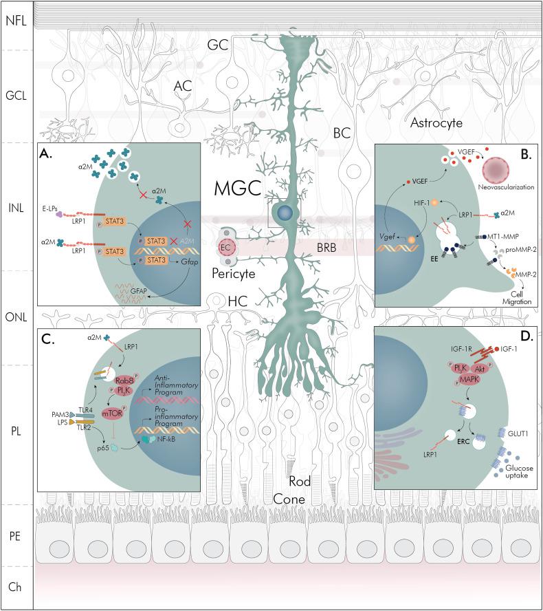 https://cdn.ncbi.nlm.nih.gov/pmc/blobs/663f/9629547/c7457e1b7a54/10.1177_17590914221136365-fig1.jpg