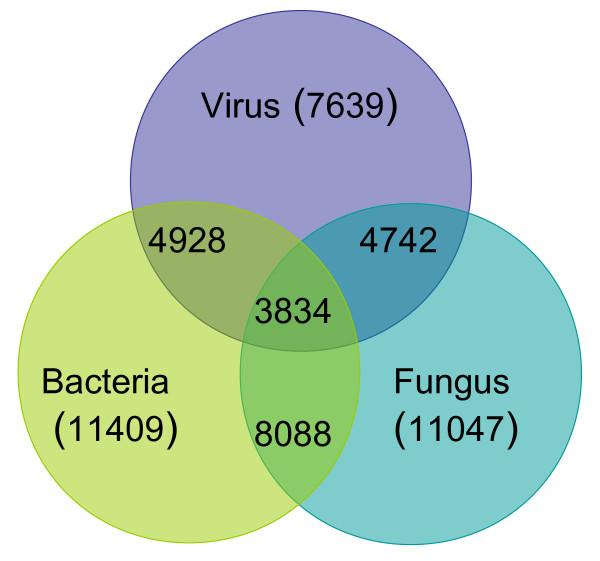https://cdn.ncbi.nlm.nih.gov/pmc/blobs/6642/3430556/9fb0ad7babf5/1743-422X-9-101-5.jpg