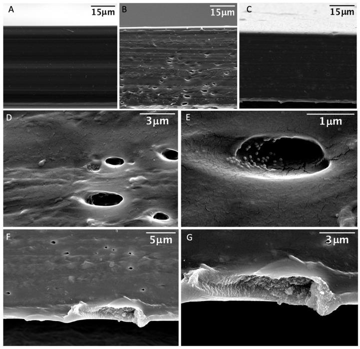 https://cdn.ncbi.nlm.nih.gov/pmc/blobs/6644/10934637/5a4c2a851914/nanomaterials-14-00462-g005.jpg